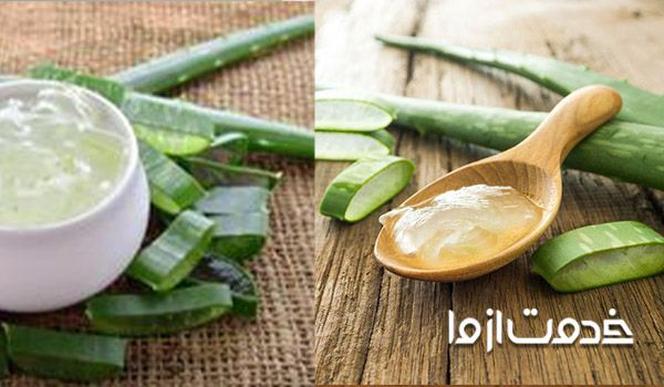 روش نگهداری از گیاه آلوورا در یخچال و فریزر 